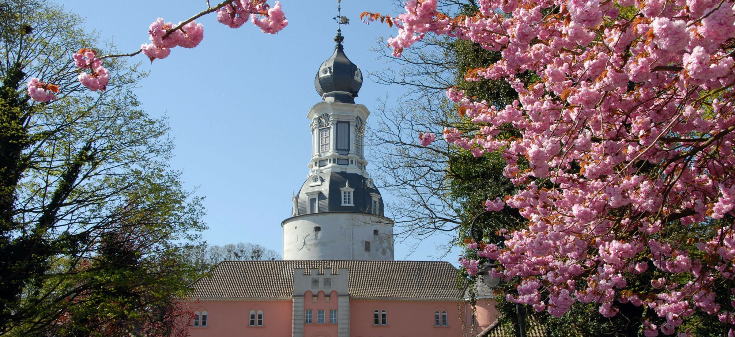 Kirschblütenbaum vor dem Schloss in Jever